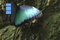 Scene_53_Morpho peleides resting on a wall-close up